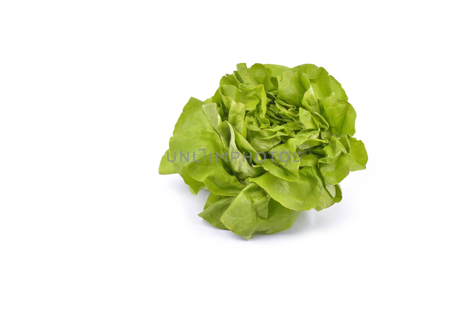 lettuce isolated on white background with shadow