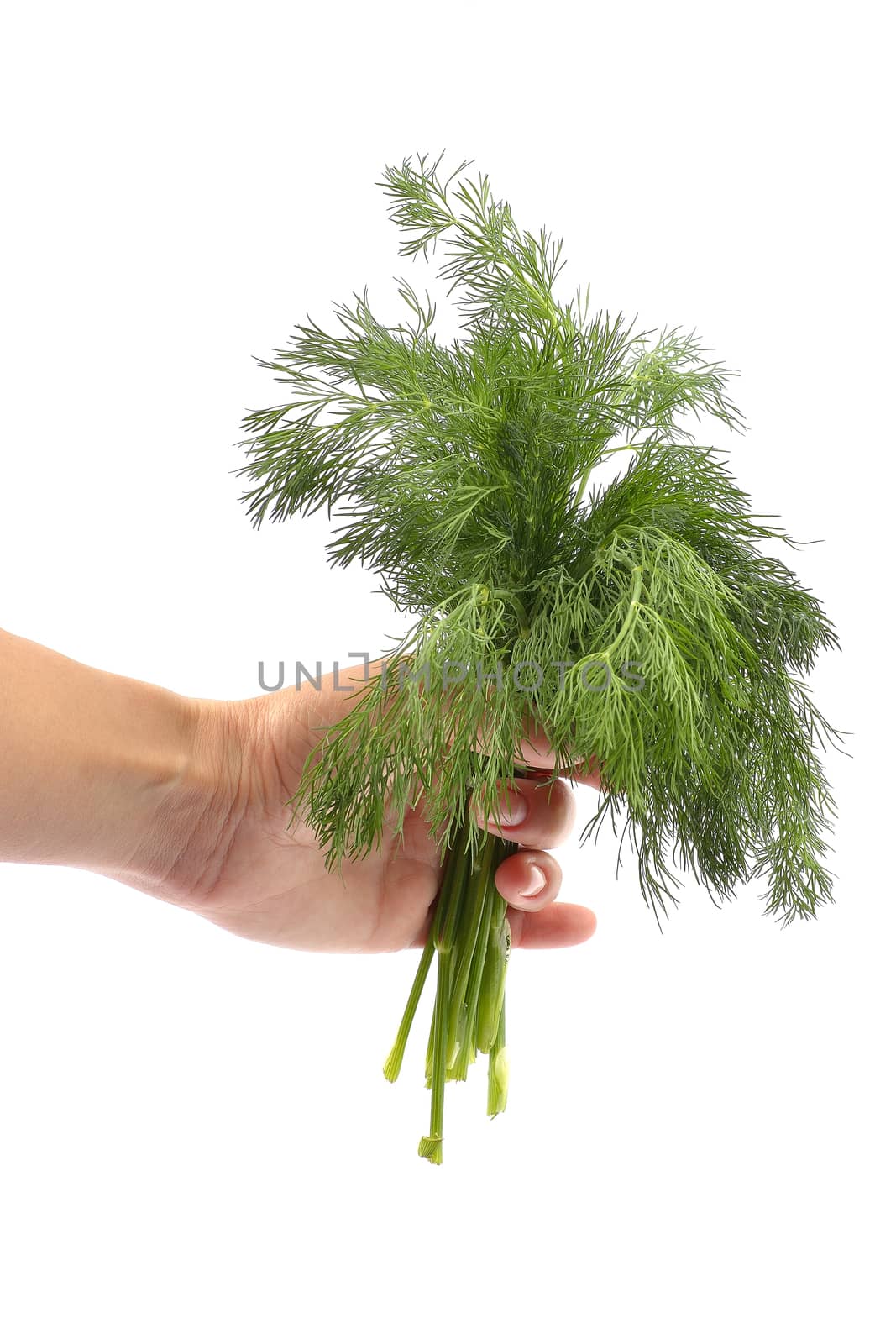 fresh dill