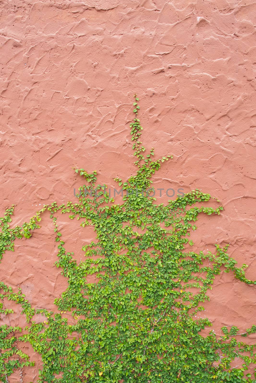 ivy wall by antpkr