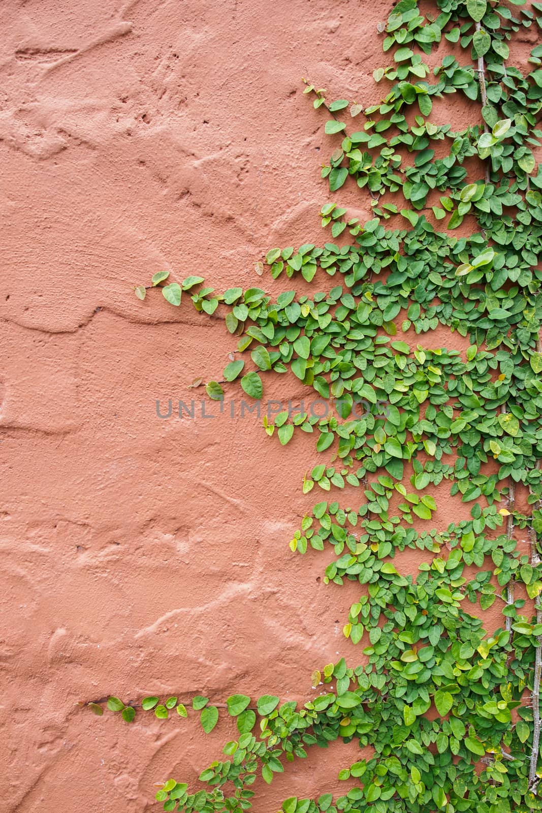 ivy wall by antpkr