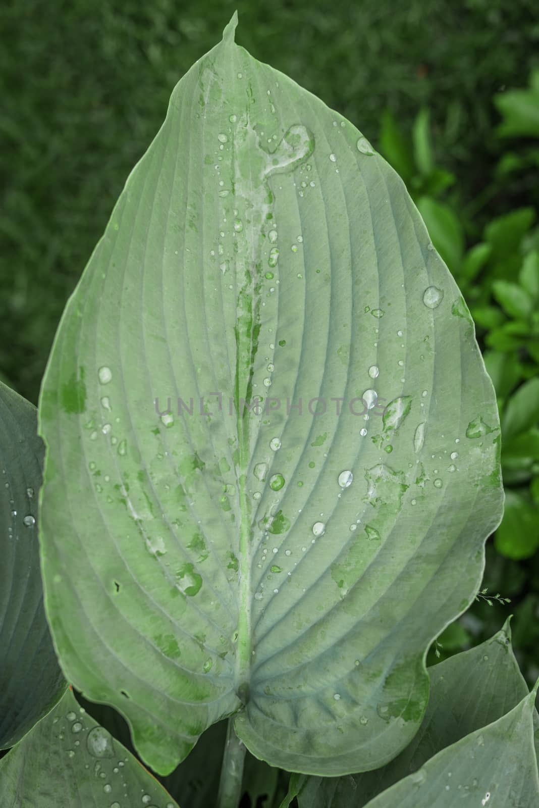 Big green leaf with raindrops in a garden in the morning
