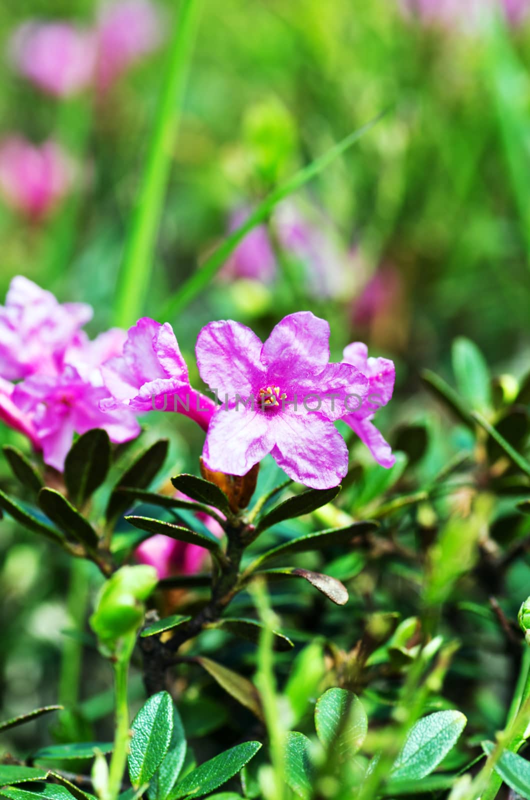 rhododendron in the Carpathians mount. Close up. by dolnikow