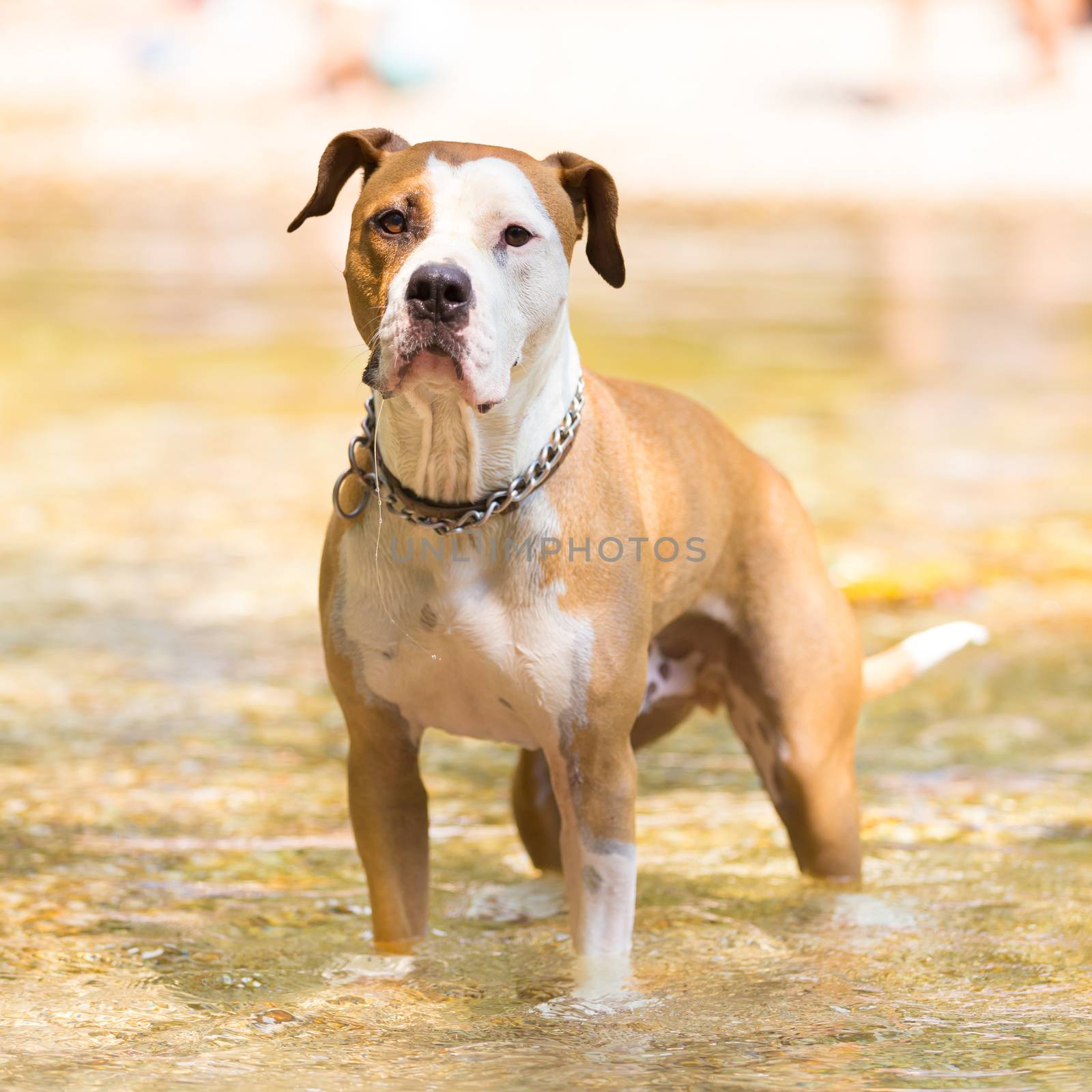 Brown and white American staffordshire terrier dog wearing collar playing in shallow riverbed.