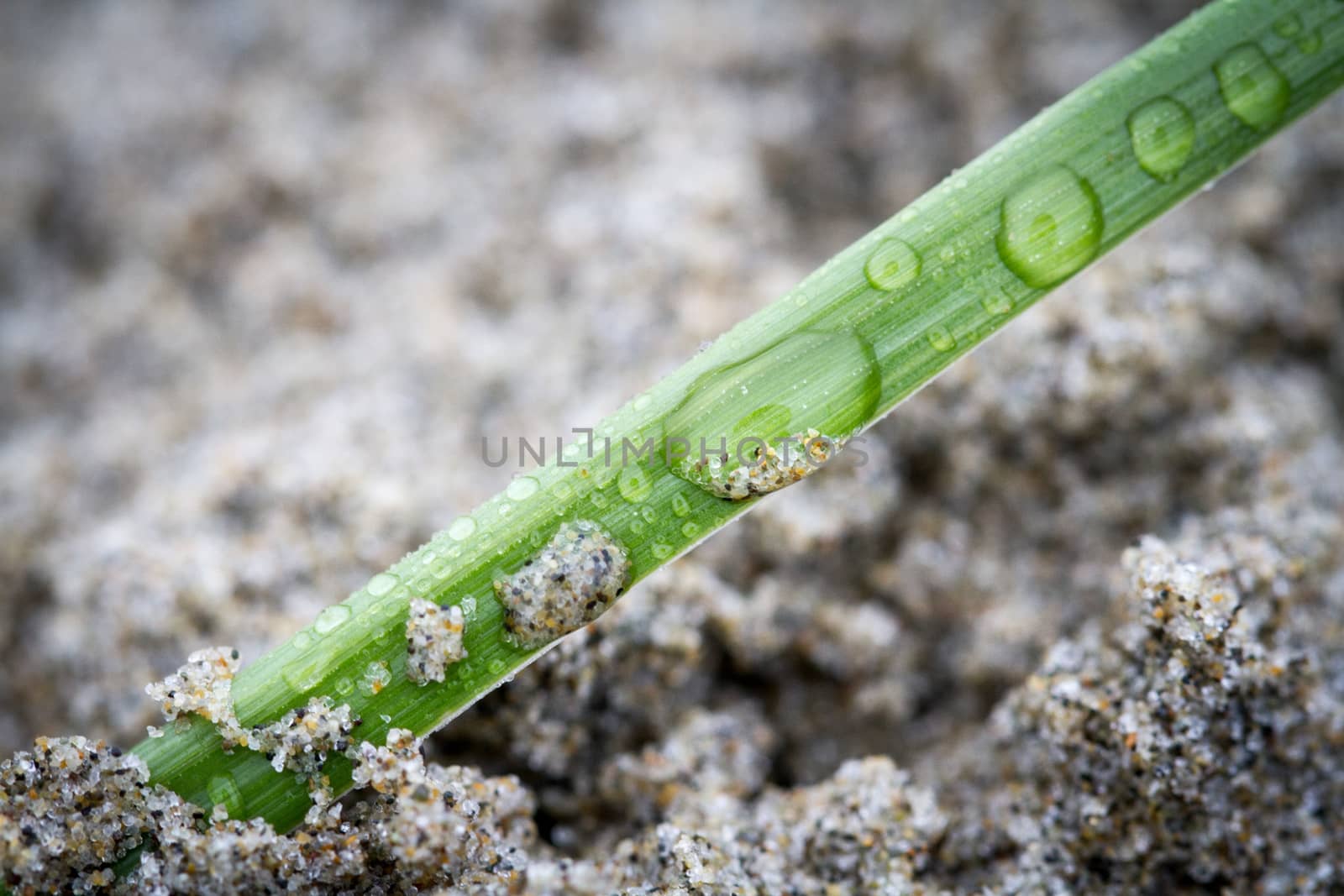 a blade of grass rises from the sand with water droplets containing tiny sand particles