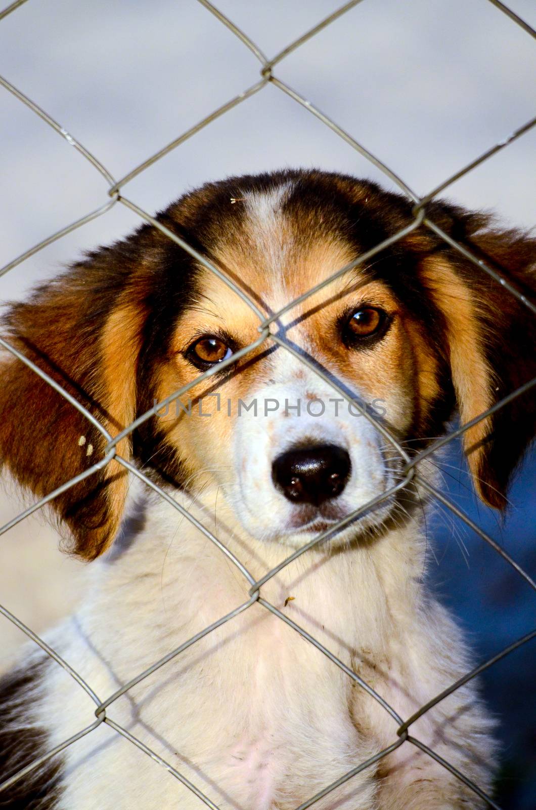 picture of a Cute stray dog. Sad puppy. 