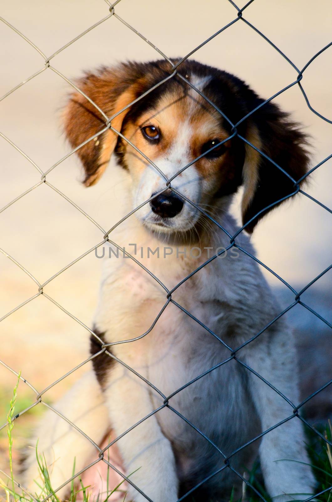 picture of a Cute stray dog. Sad puppy. 
