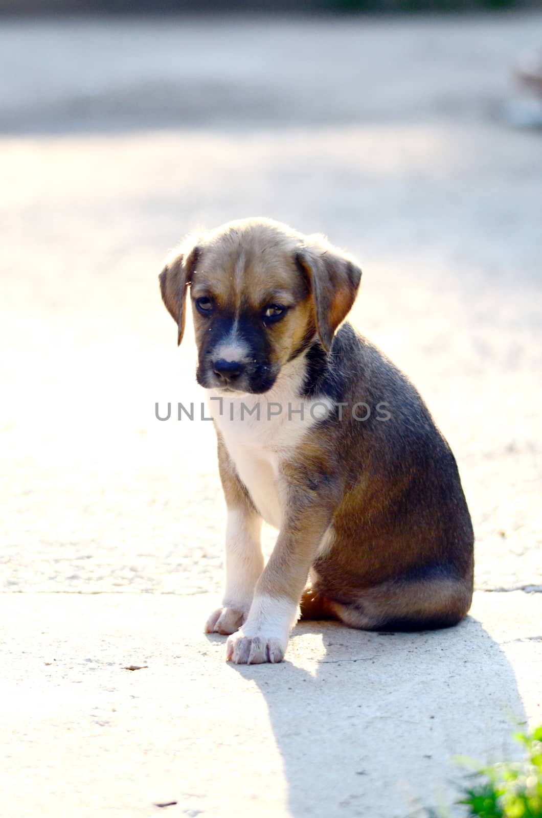 Picture of a Cute amstaff puppies