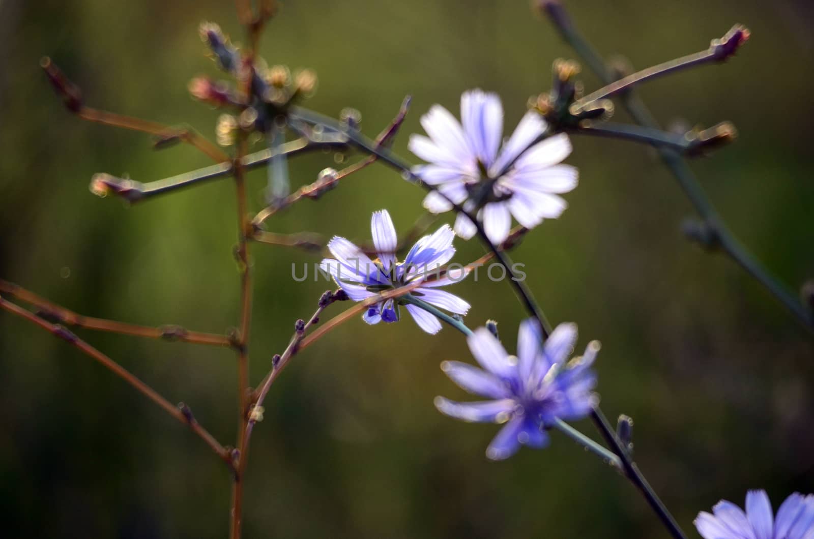 Picture of a Honey bee fly to flower