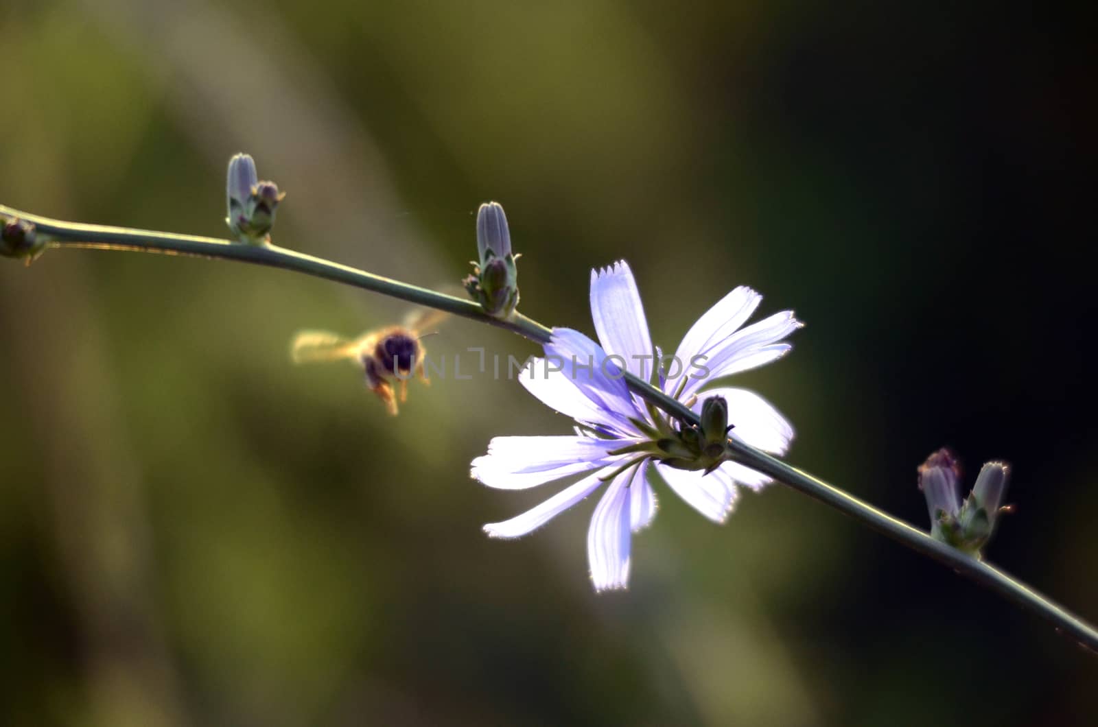 Picture of a Honey bee fly to flower