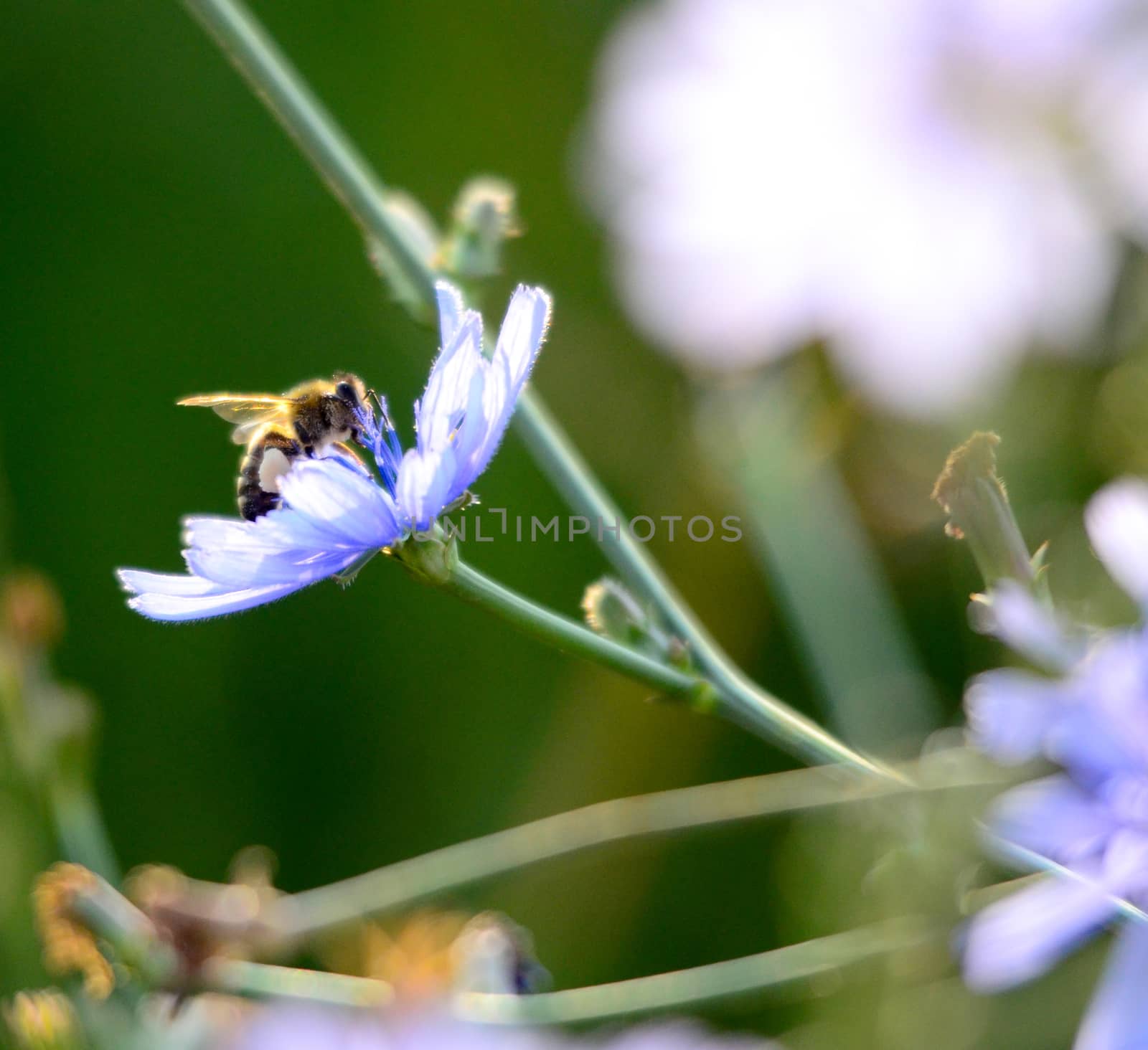 Picture of a Honey bee fly to flower
