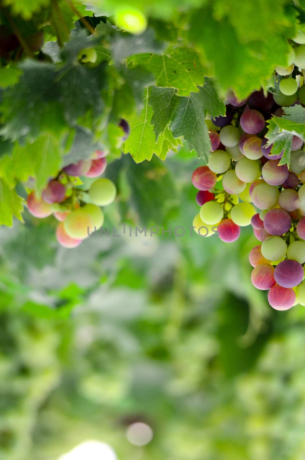 picture of a Bunch of grape in the morning