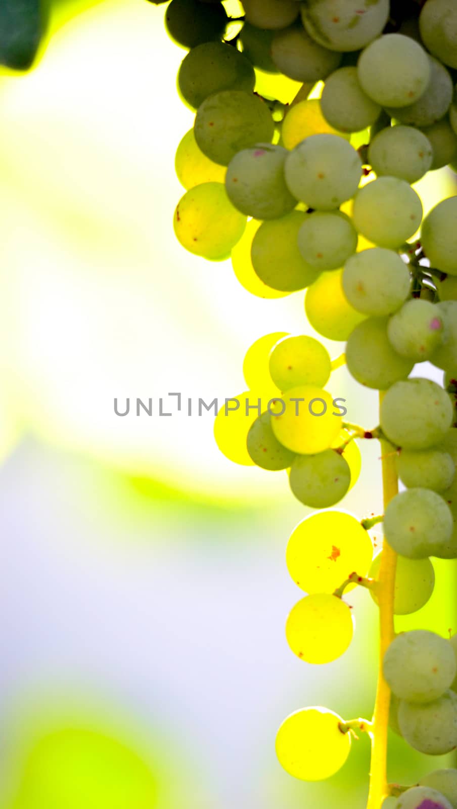 picture of a Bunch of grape in the morning