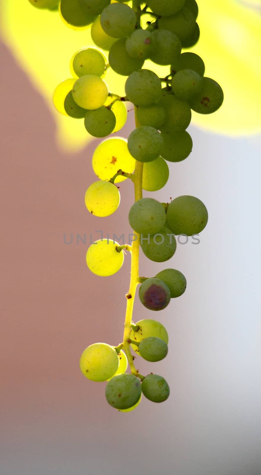 picture of a Bunch of grape in the morning