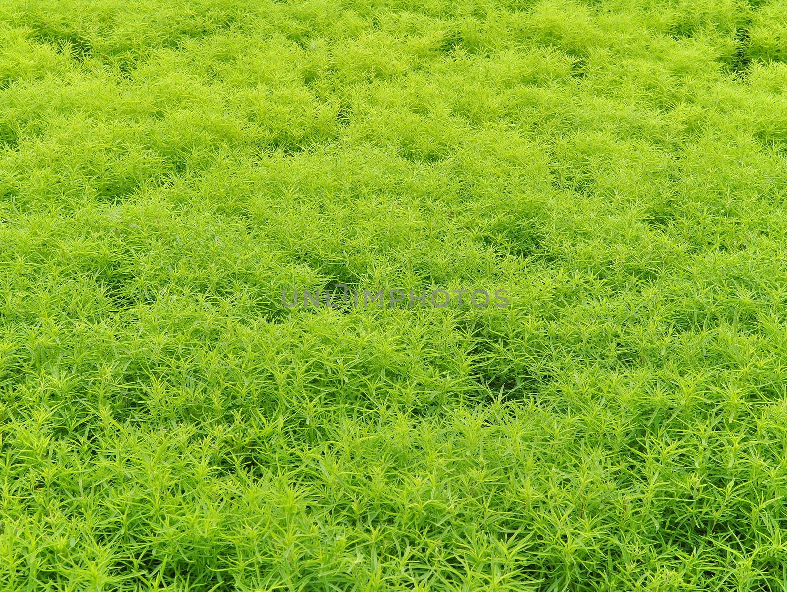 Plants, Fresh Green Grass, Natural Summer Background