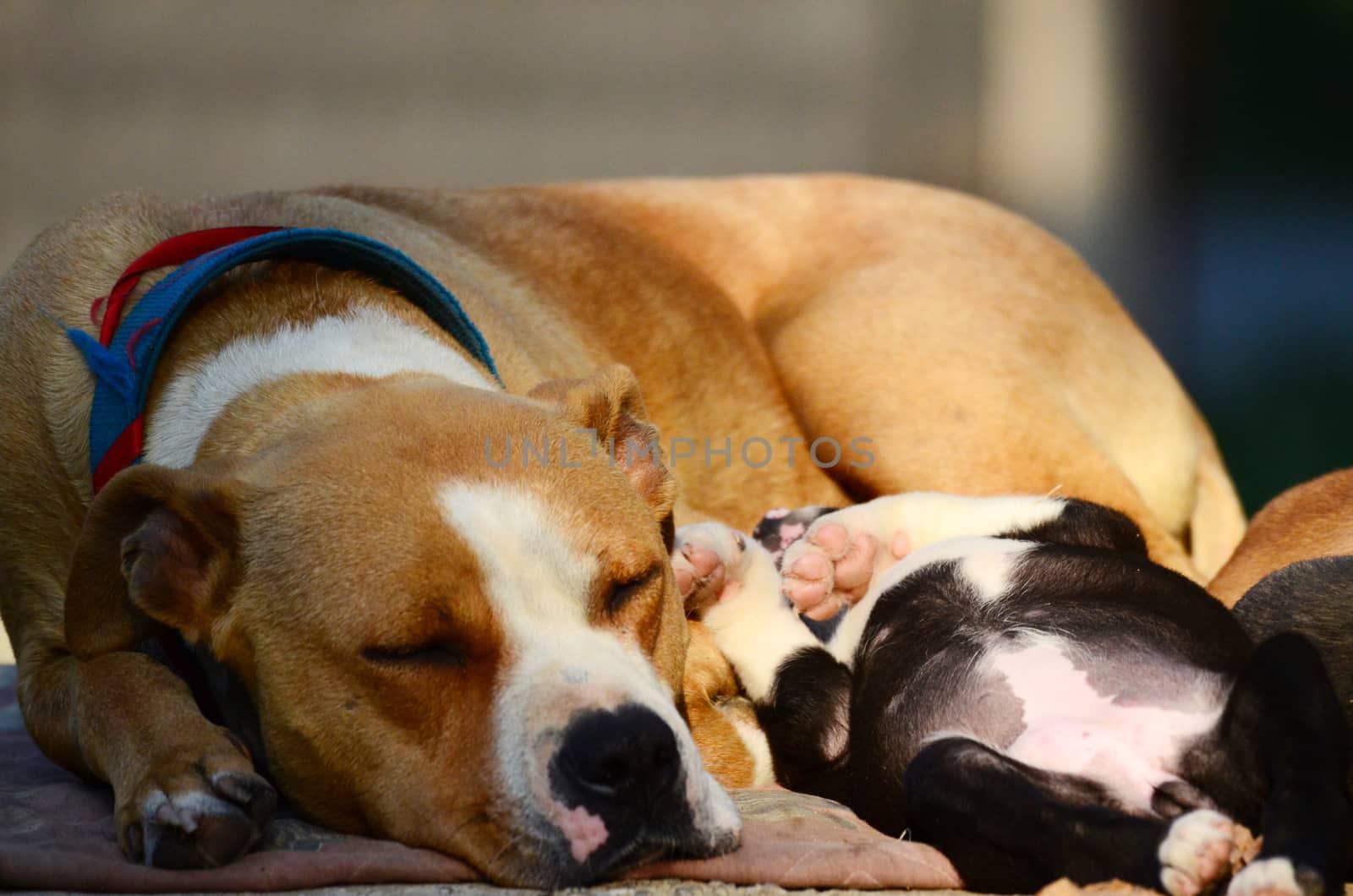 Picture of a Cute amstaff puppies