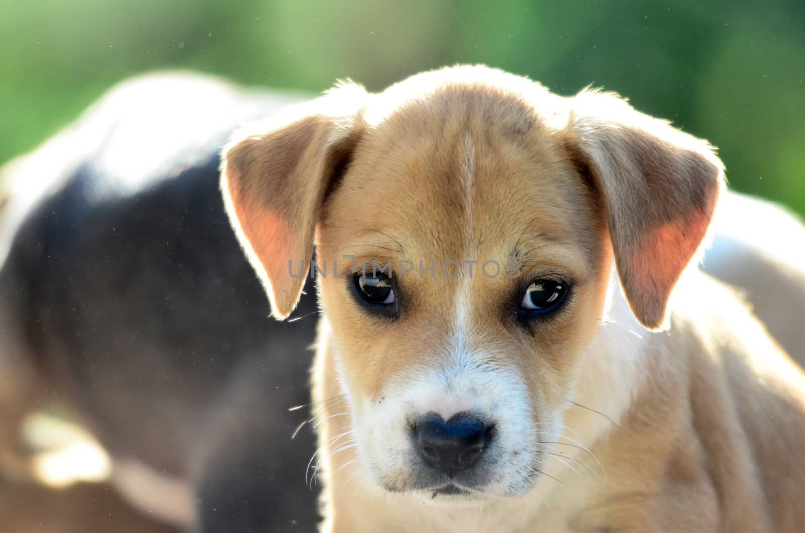 Picture of a Cute amstaff puppies