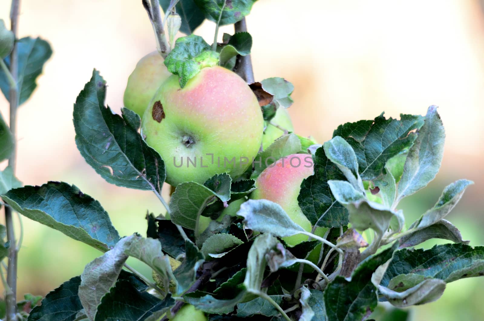 picture of Apples in orchard. Agriculture concept