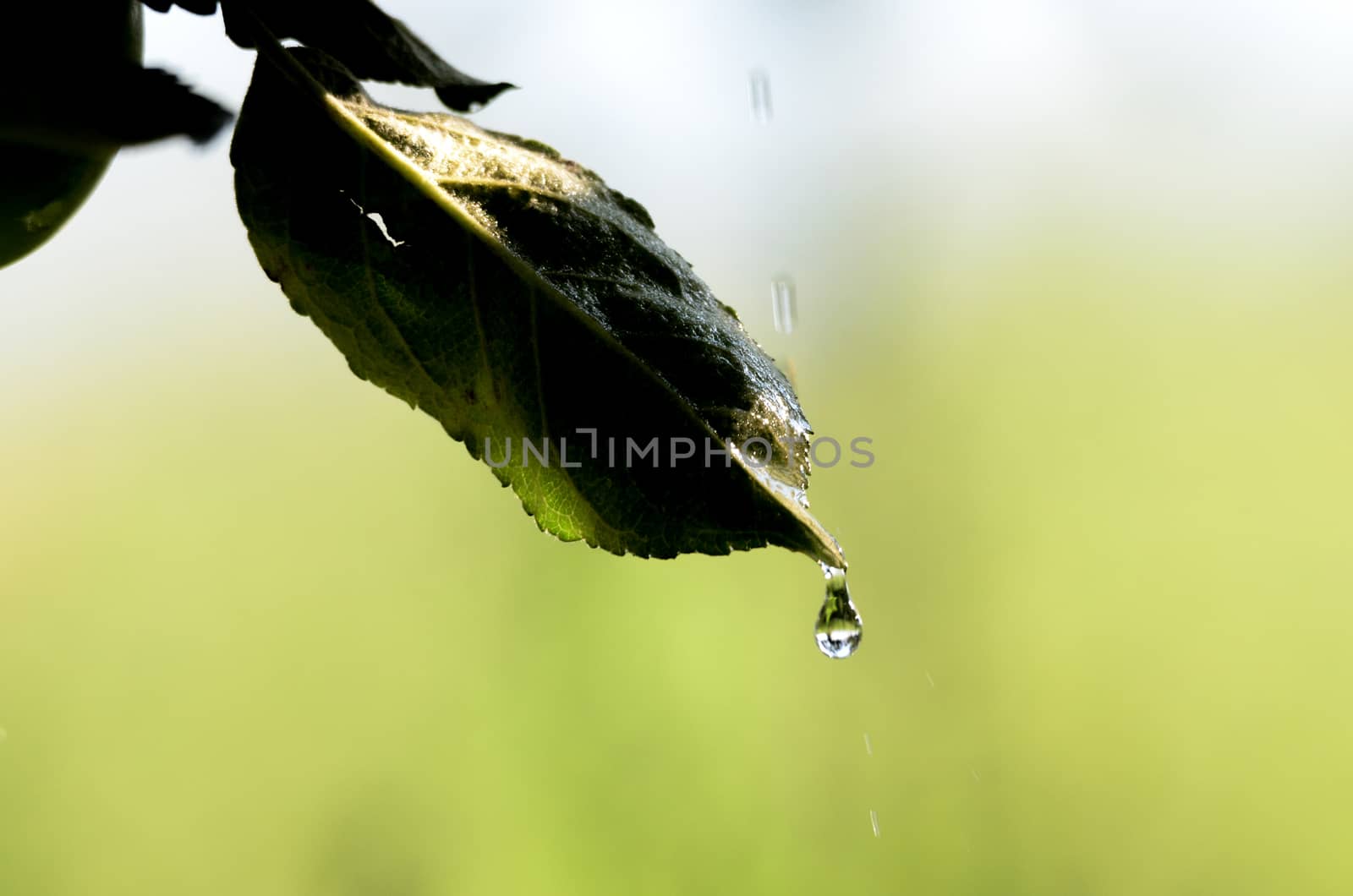 Picture of a waterdrops on a leaves in the morning