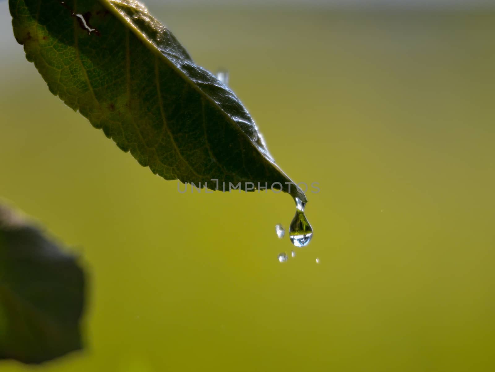 Picture of a waterdrops on a leaves in the morning
