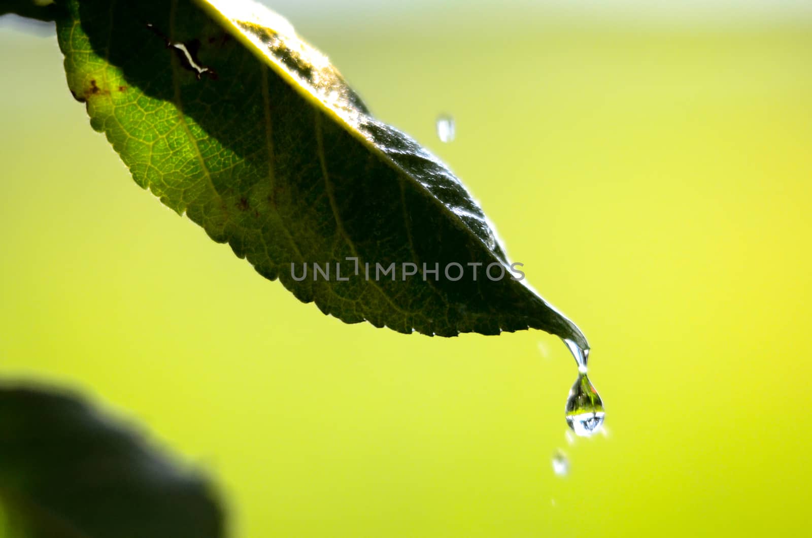 Picture of a waterdrops on a leaves in the morning