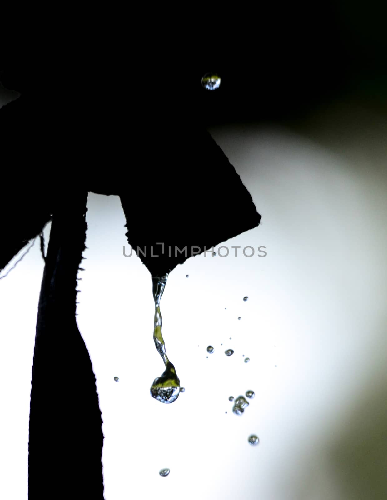 Picture of a waterdrops on a leaves in the morning