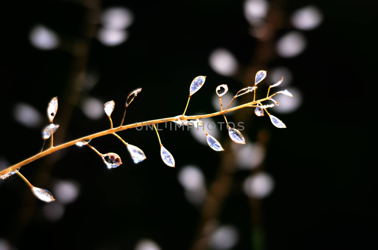 Picture of a waterdrops on a leaves in the morning