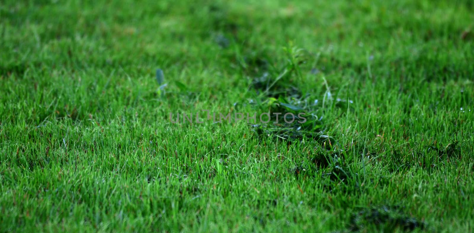 Picture of a fresh moved grass. Background image. 