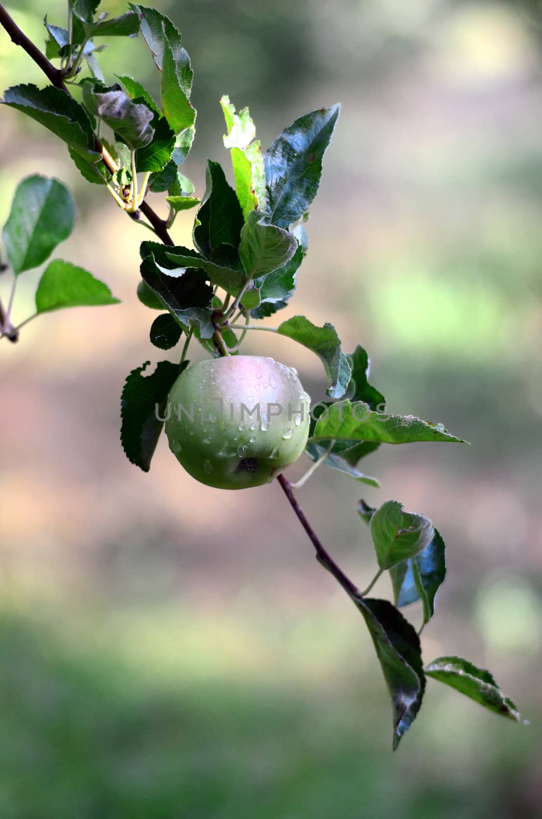 picture of Apples in orchard. Agriculture concept