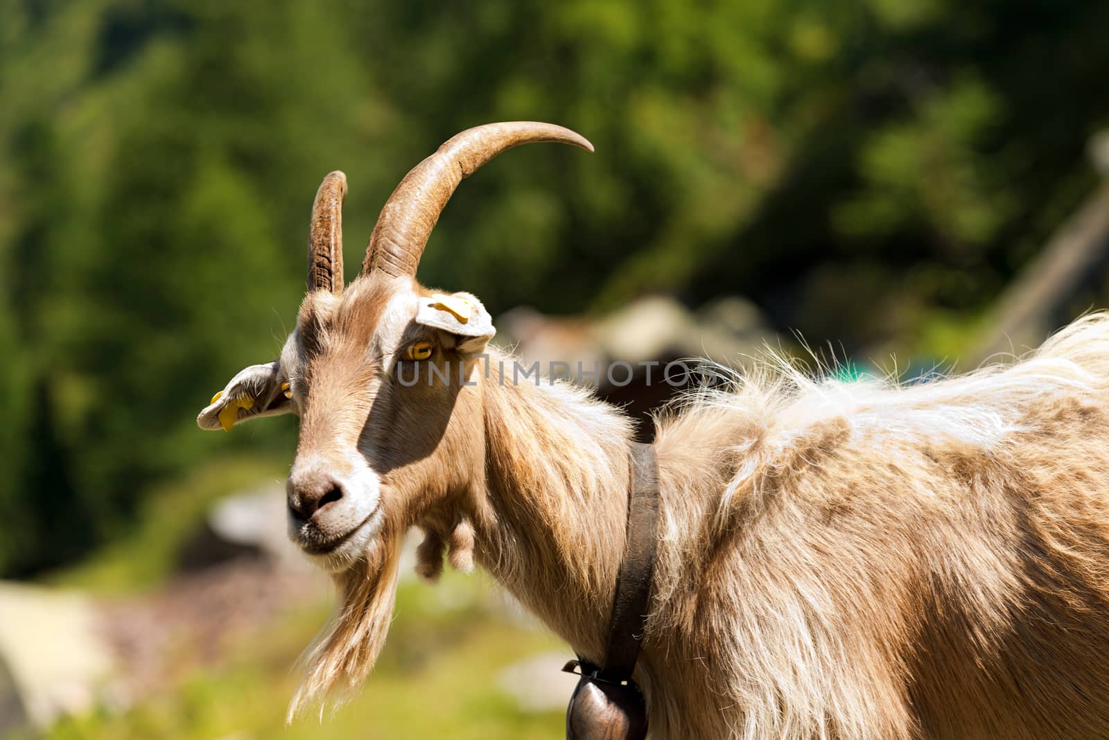 One mountain goat looking at the camera. Italian Alps