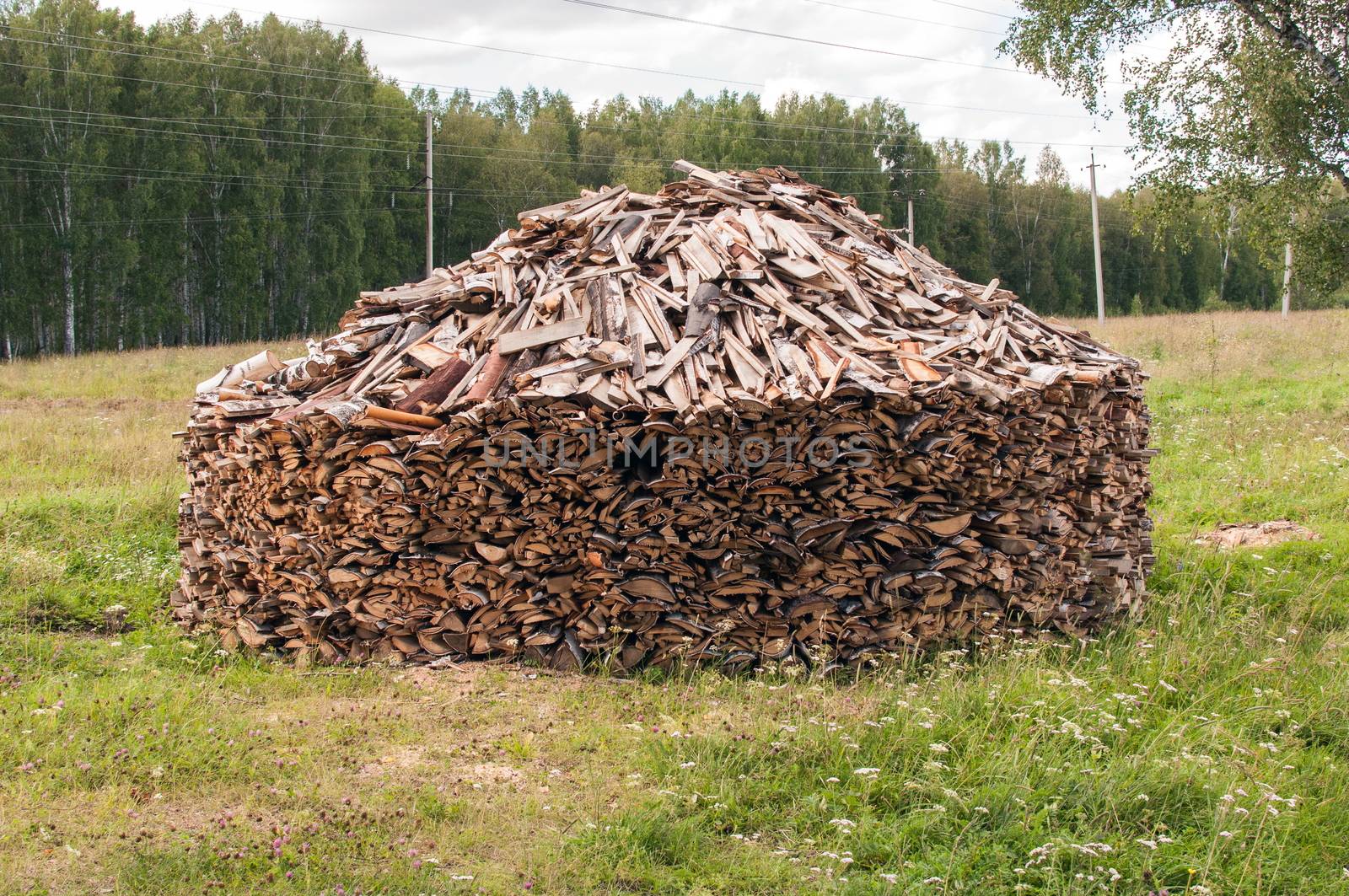A Stack of Cleaving Birch Firewood in a Forest Glade on the Village Outskirts, Western Siberia, Russia