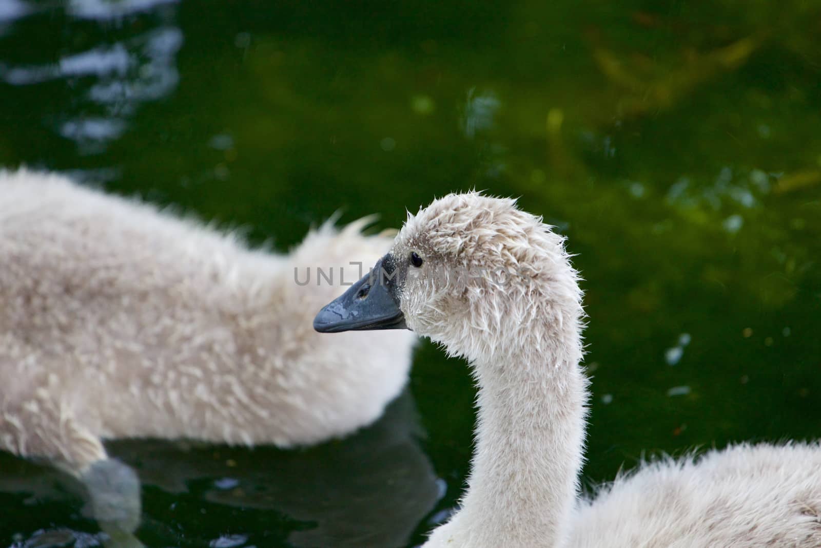 The young mute swan in the lake