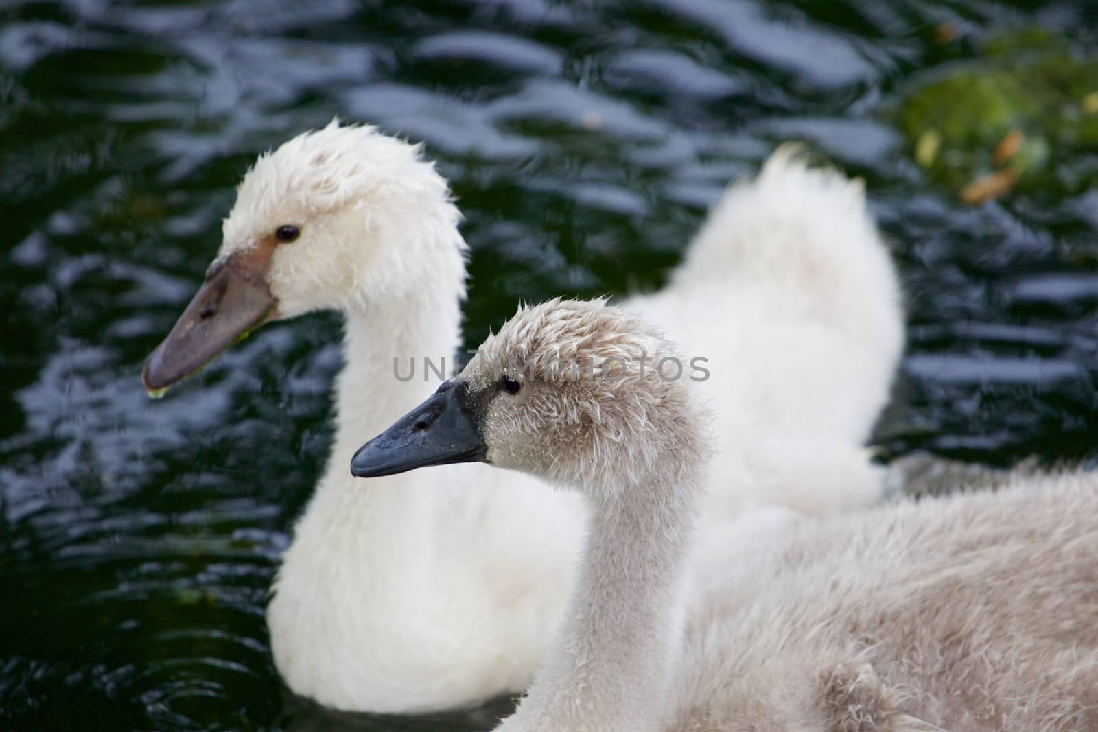 A beautiful pair of the young mute swans