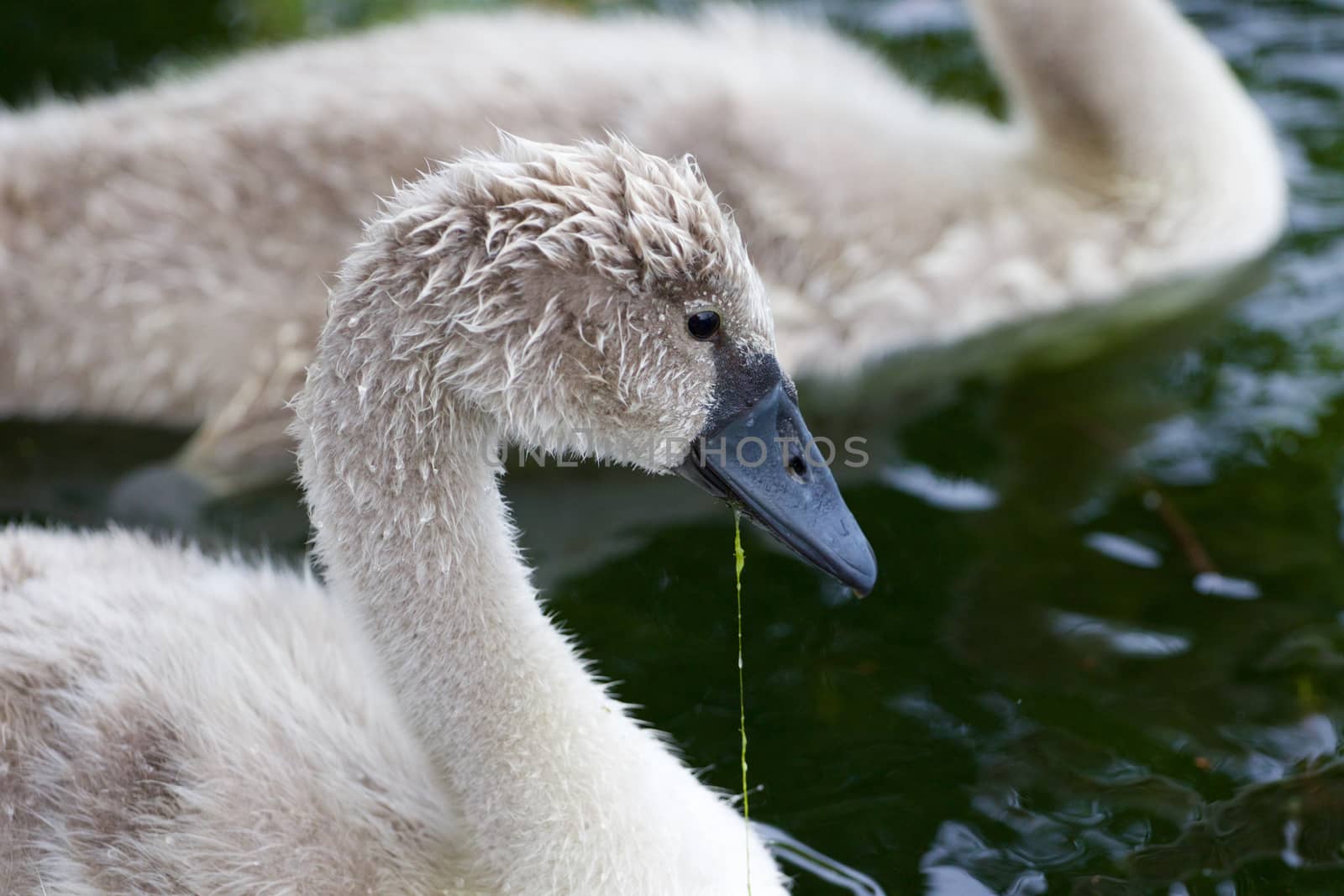 The close-up of the beautiful young mute swan eating the algae