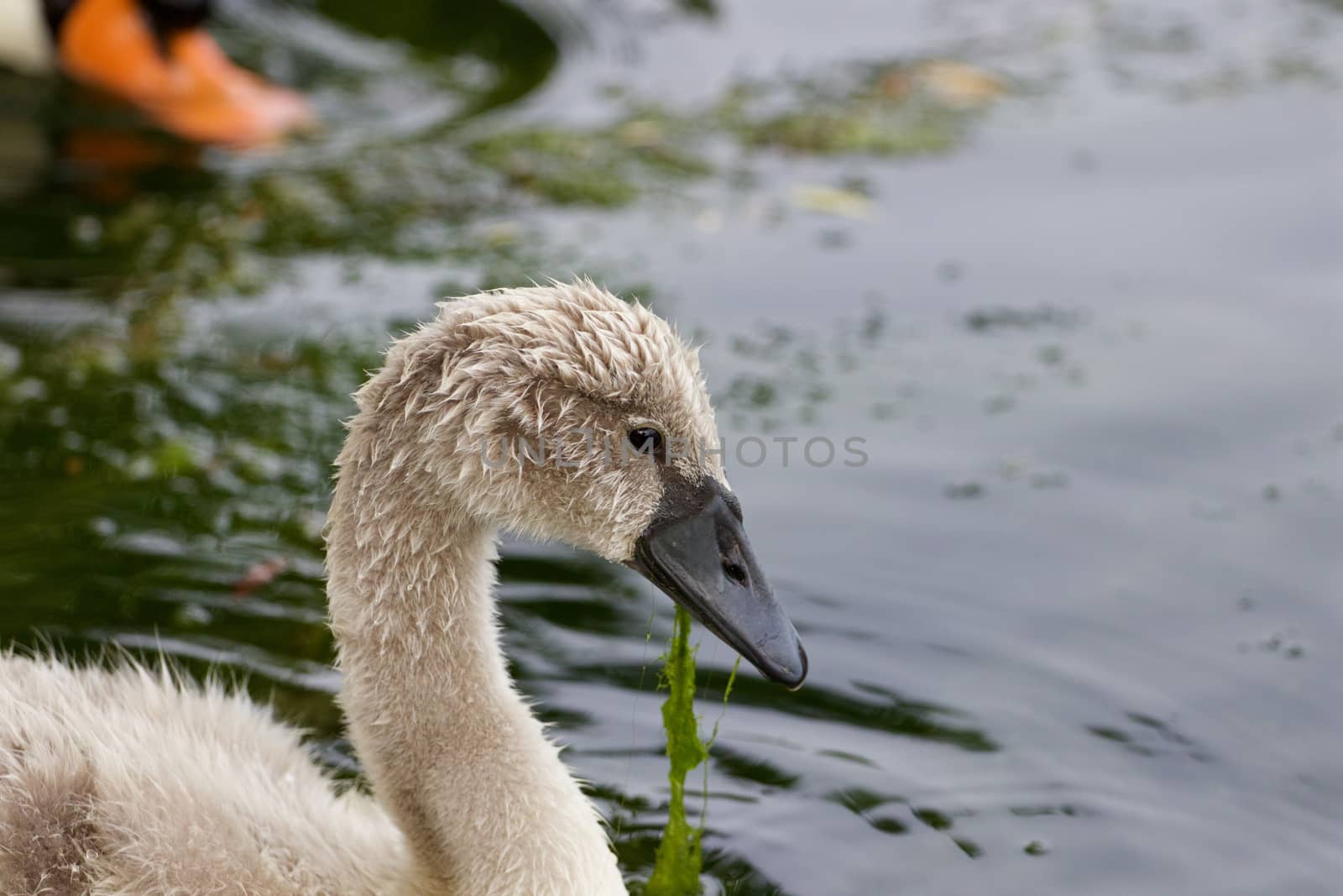 The close-up of the young mute swan