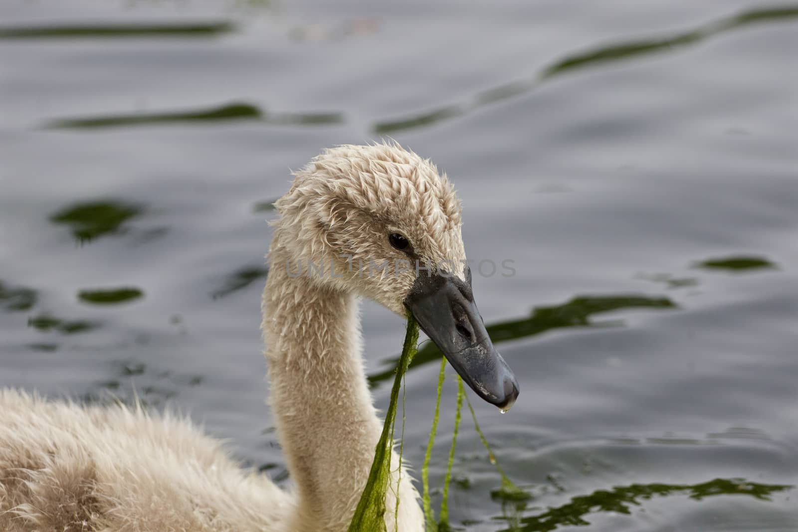 The young mute swan is eating the algae