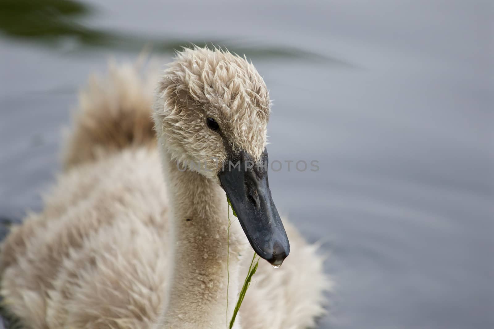 The young mute swan close-up