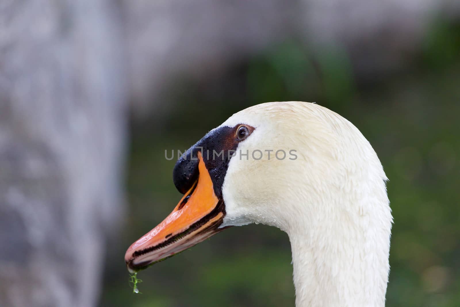 The funny portrait of the mute swan