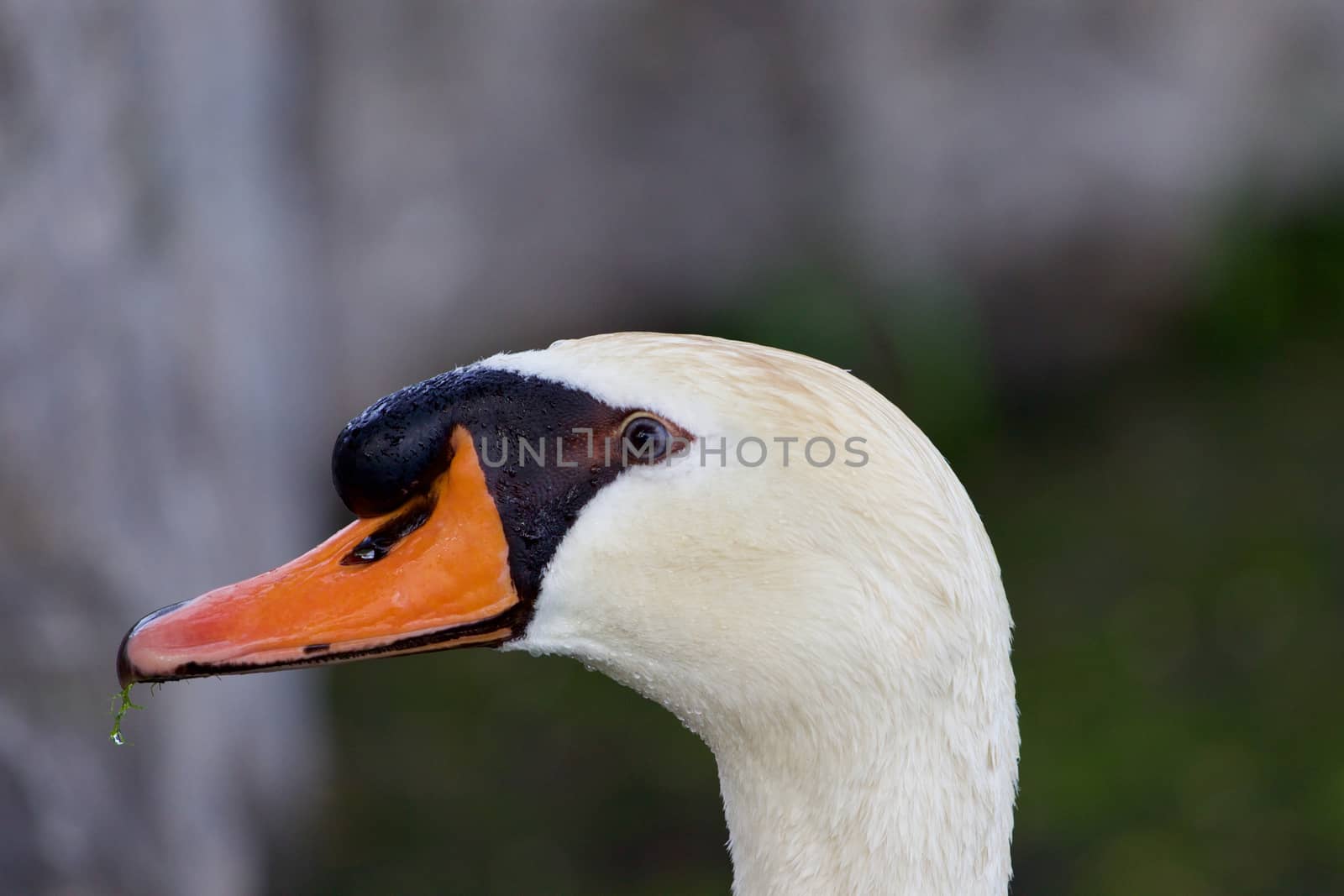 The mute swan is waiting for something