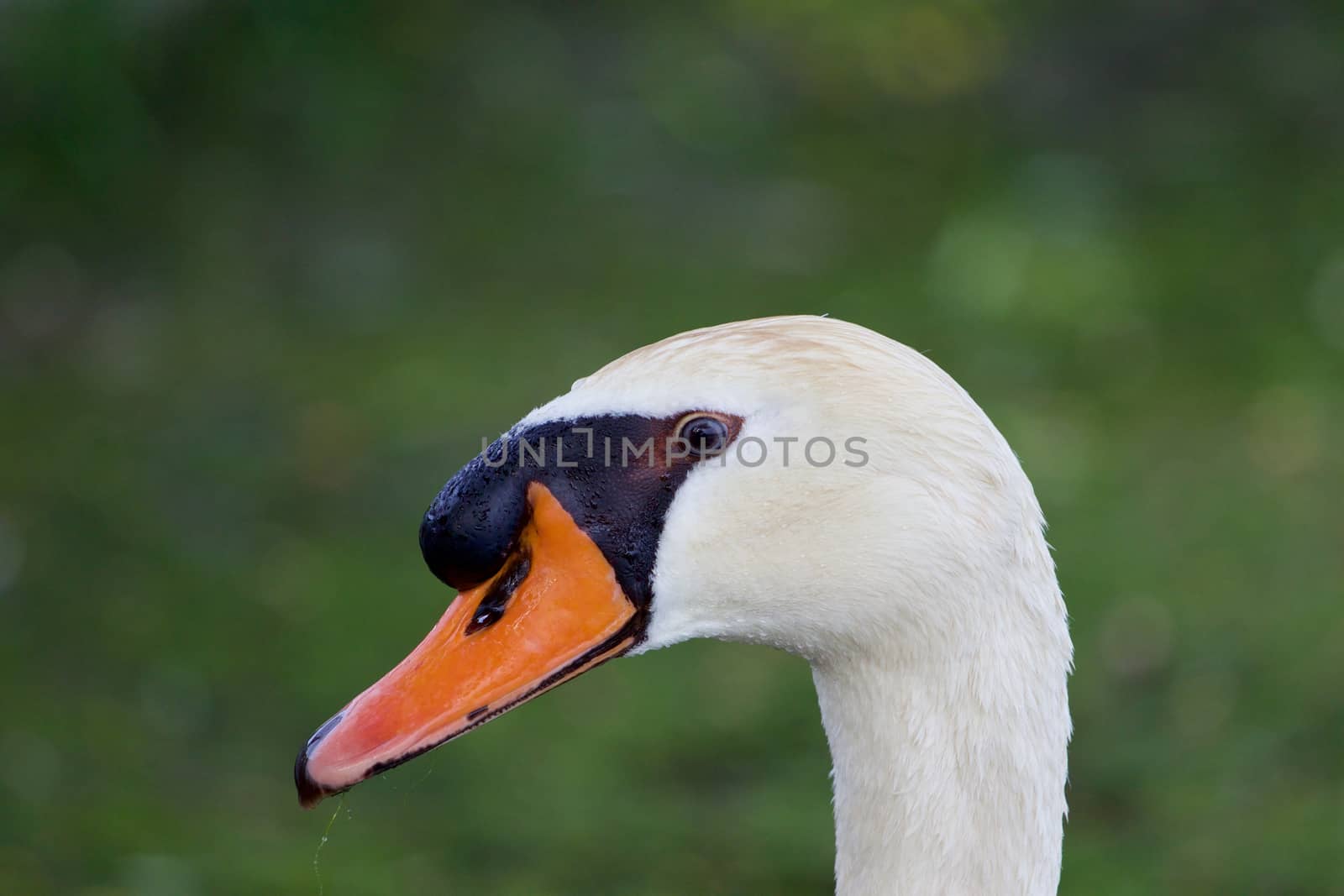 The close-up of the thoughtful mute swan