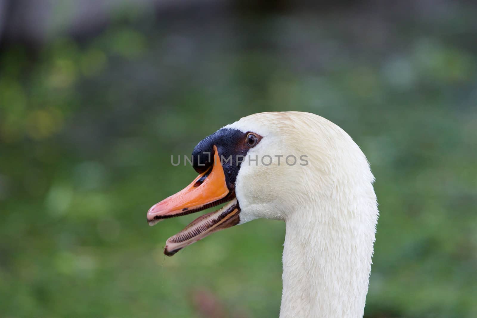 The swan is puzzled by teo