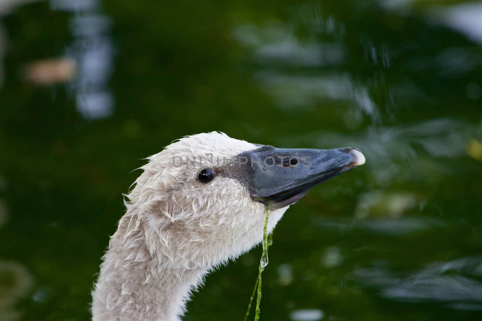 The cute young mute swan is eating the algae