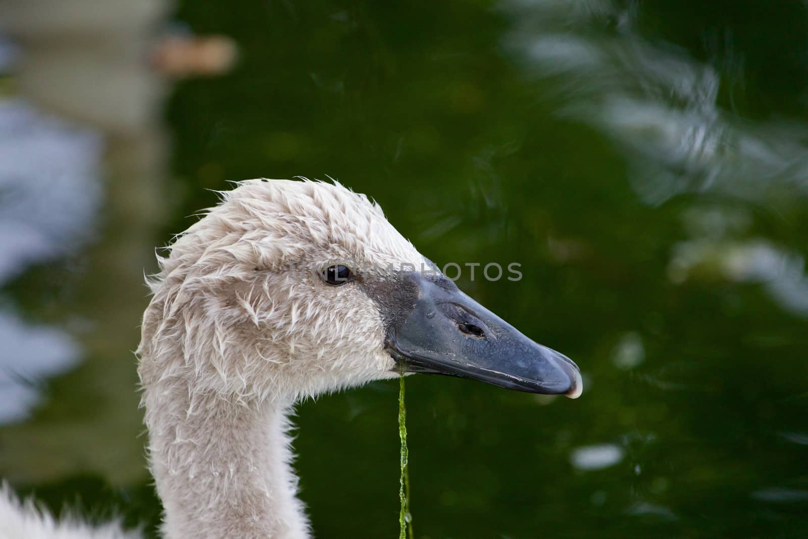 The close-up of the cute young swan by teo