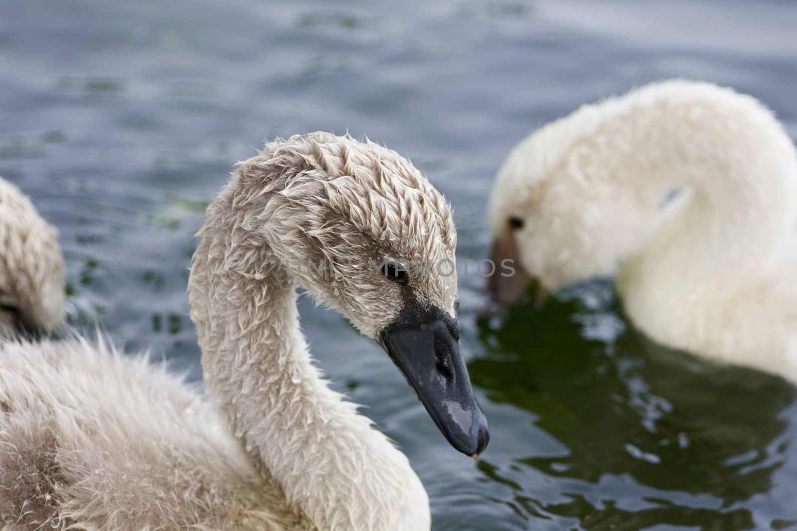 The young mute swans in the lake