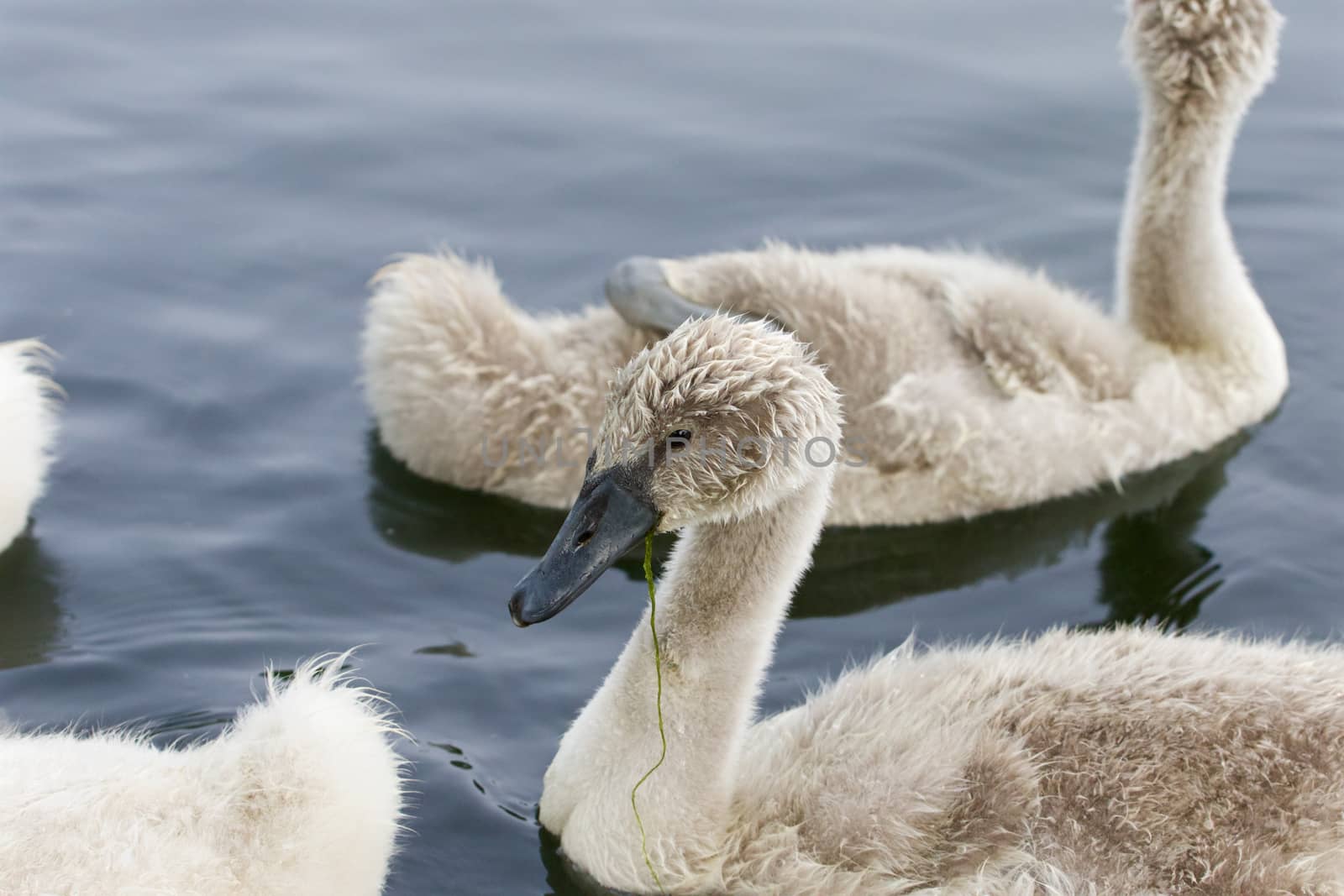 The young swans are swimming