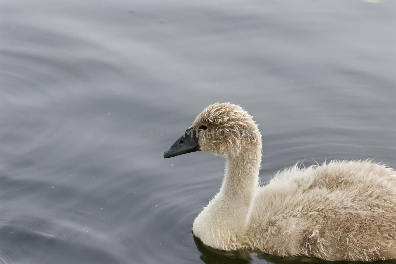 The beautiful background with the young mute swan