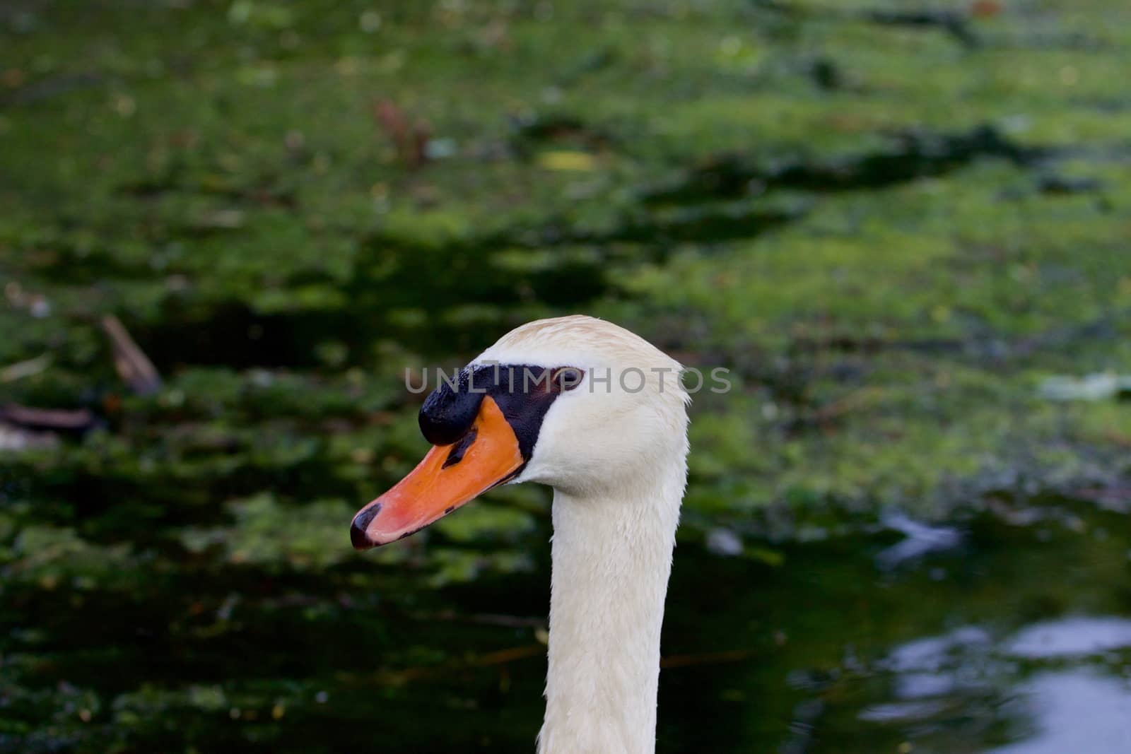 The close-up of the mute swan