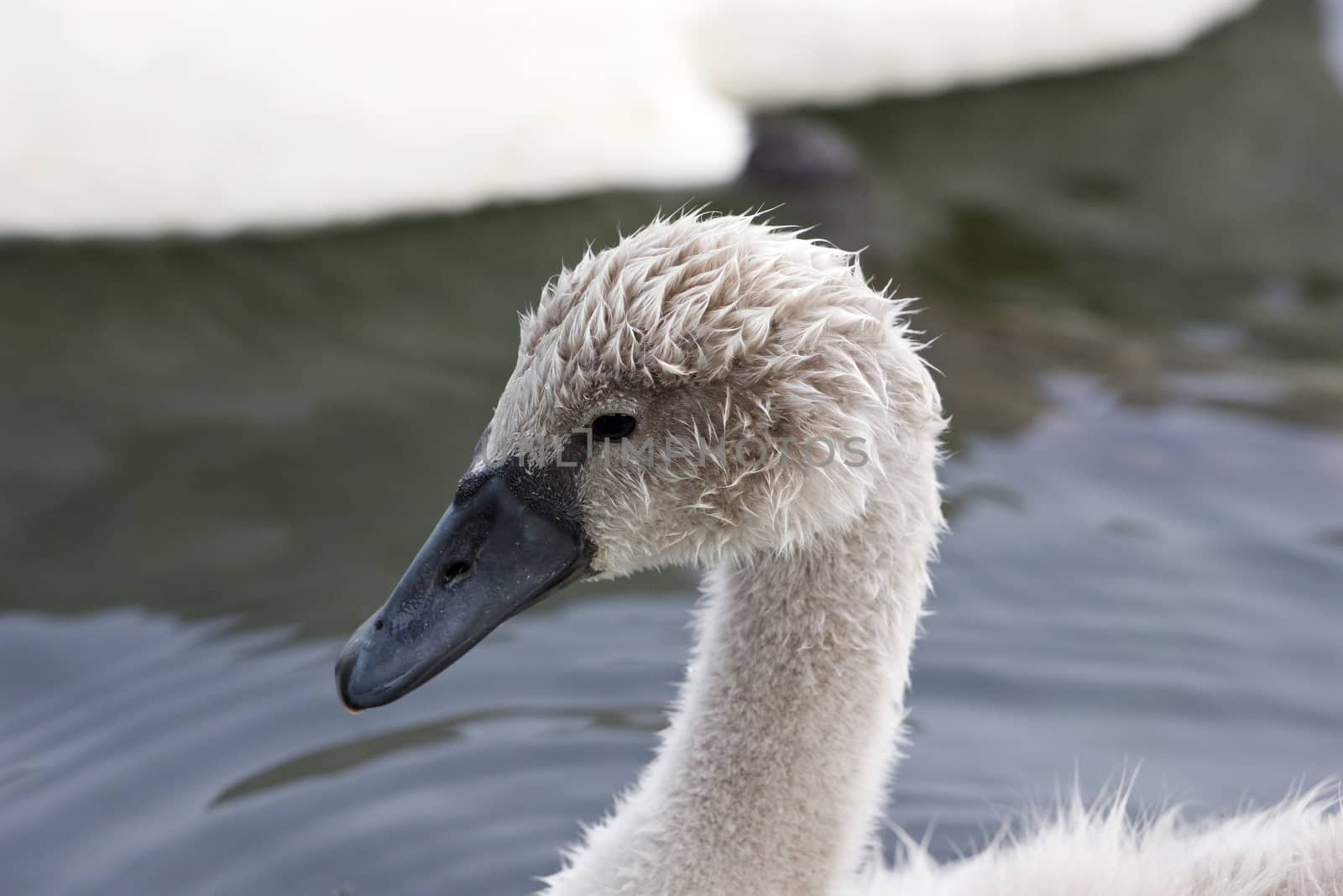 The close-up of a young swan by teo