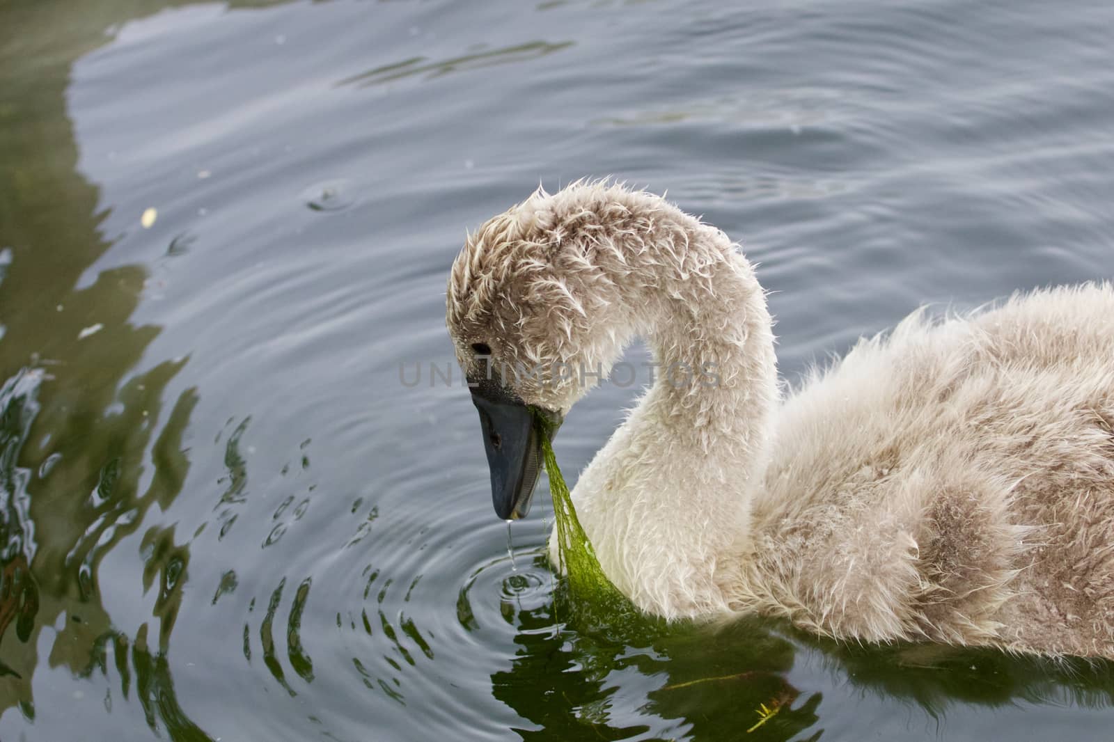 The young swan is eating the algae in the lake