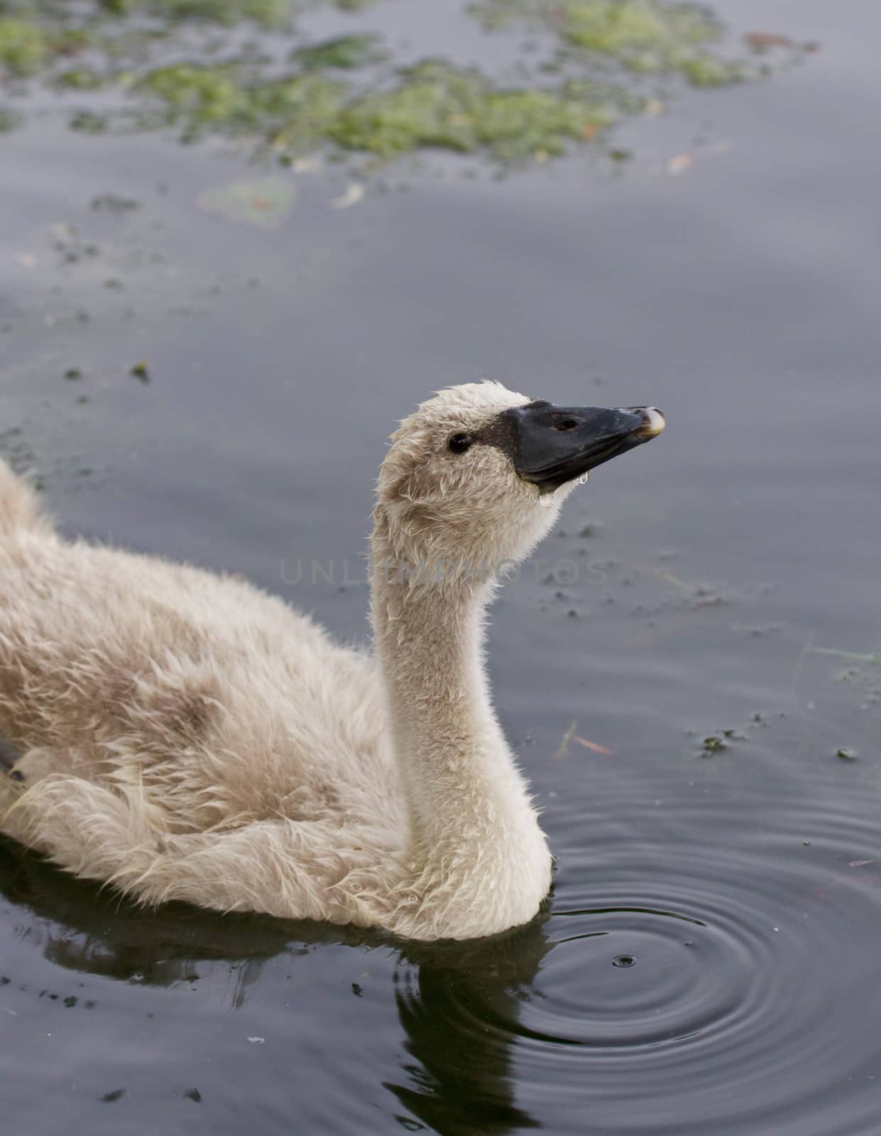 The close-up of the young mute swan drinking the water