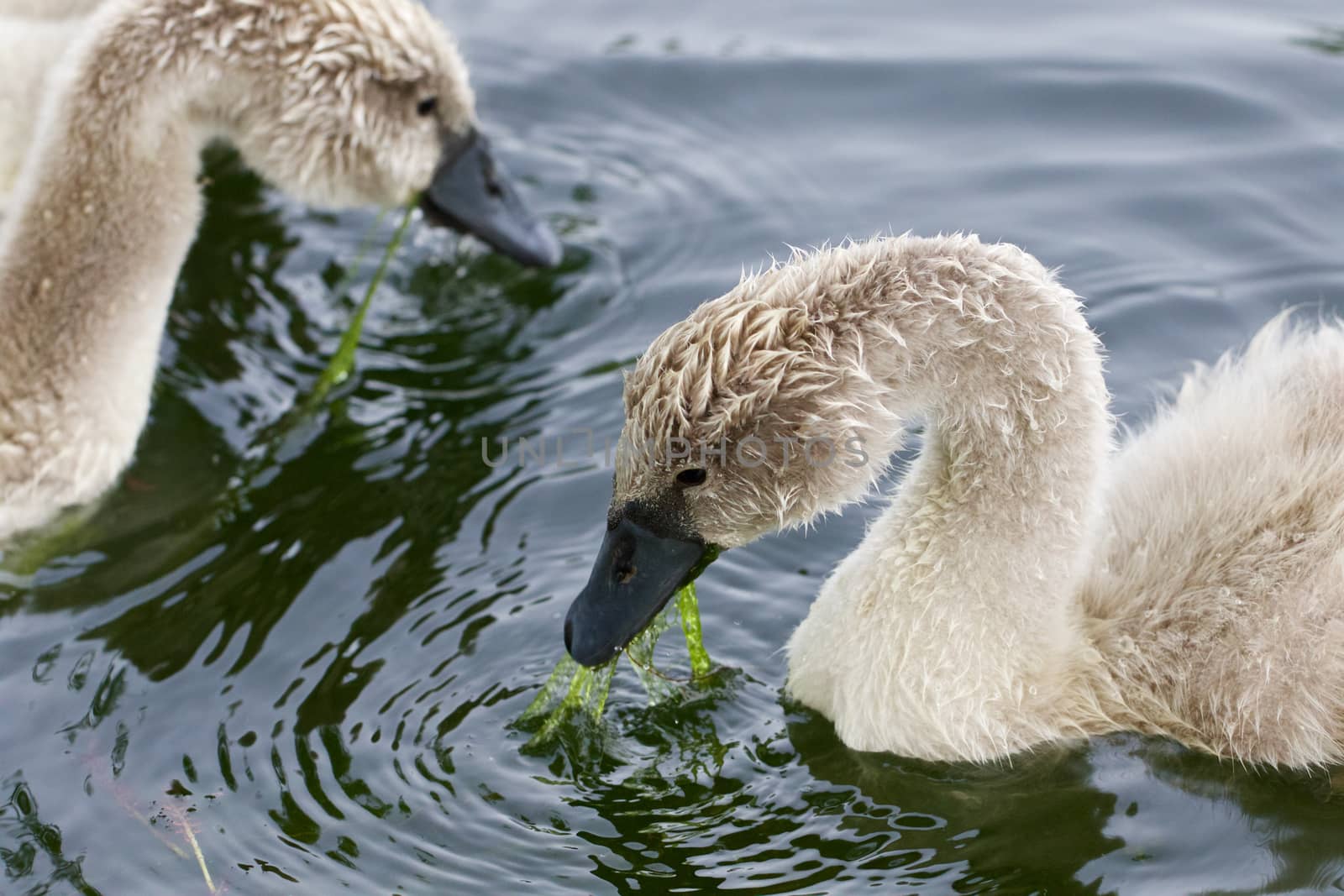 Two young swans are eating by teo